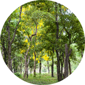 Sandalwood - Essential Oil