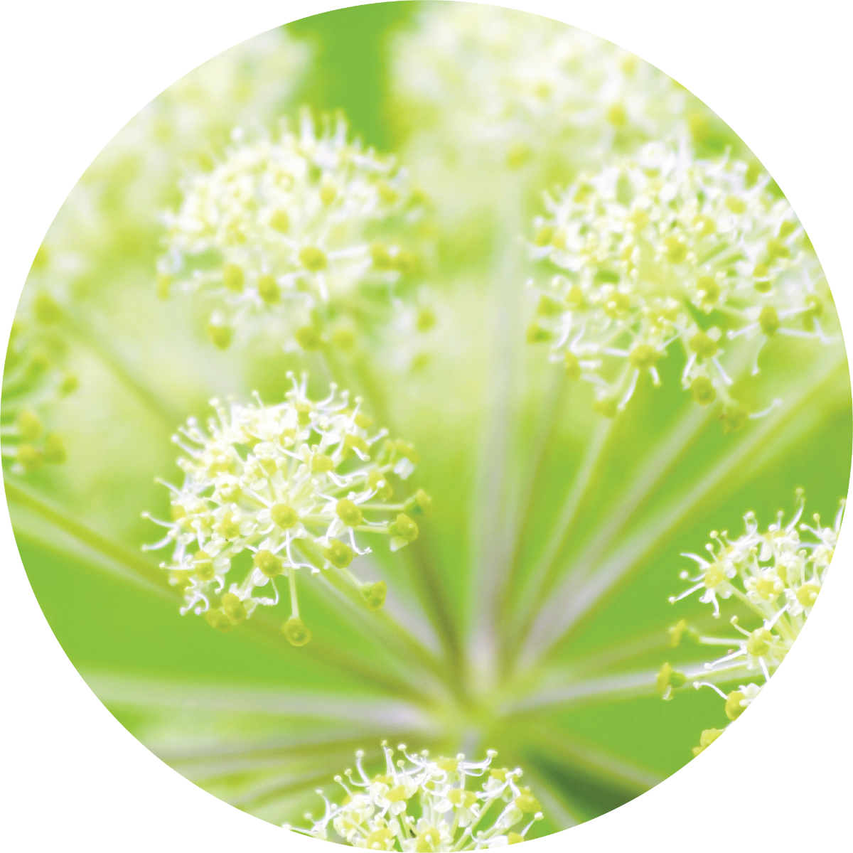 Angelica Root - Essential Oil – Living Libations CA