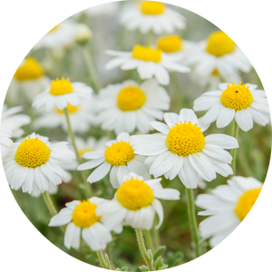Chamomile - Essential Oil