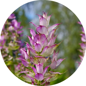 Clary Sage - Essential Oil