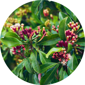 Clove Bud - Essential Oil
