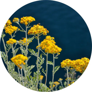 Immortelle - Essential Oil
