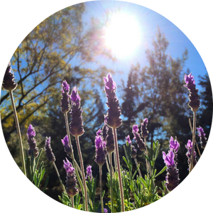 Lavender, Alpine - Essential Oil