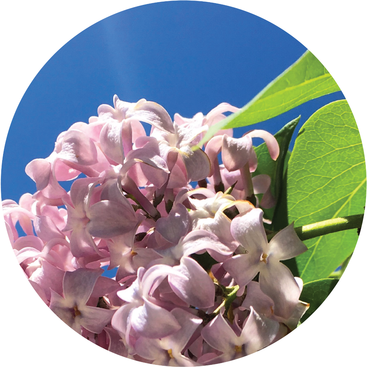 Lilac - Essential Oil Wax