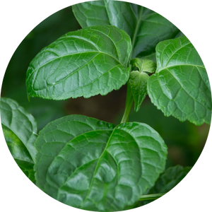 Patchouli - Essential Oil