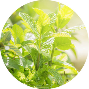 Peppermint - Essential Oil