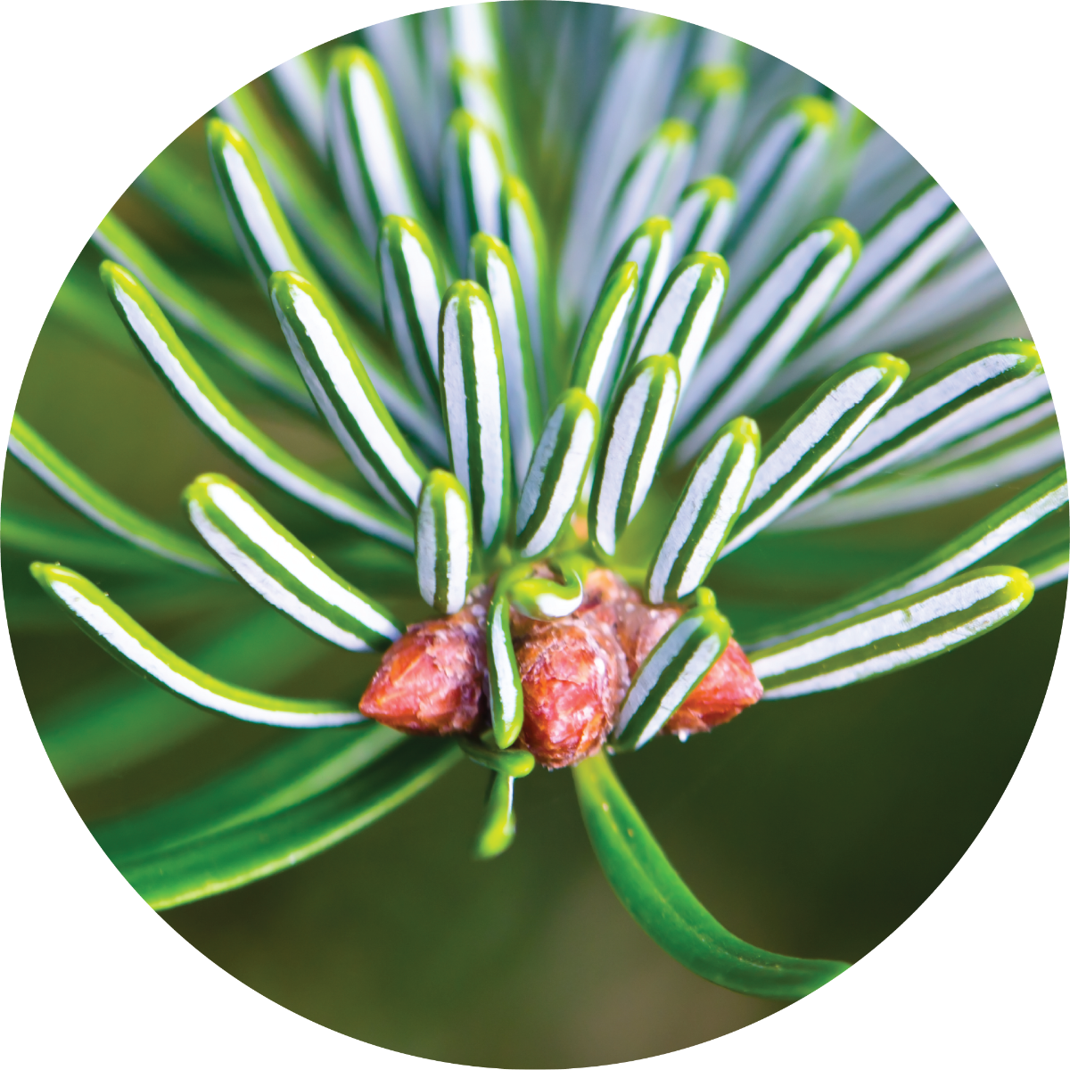 Fir, White - Essential Oil