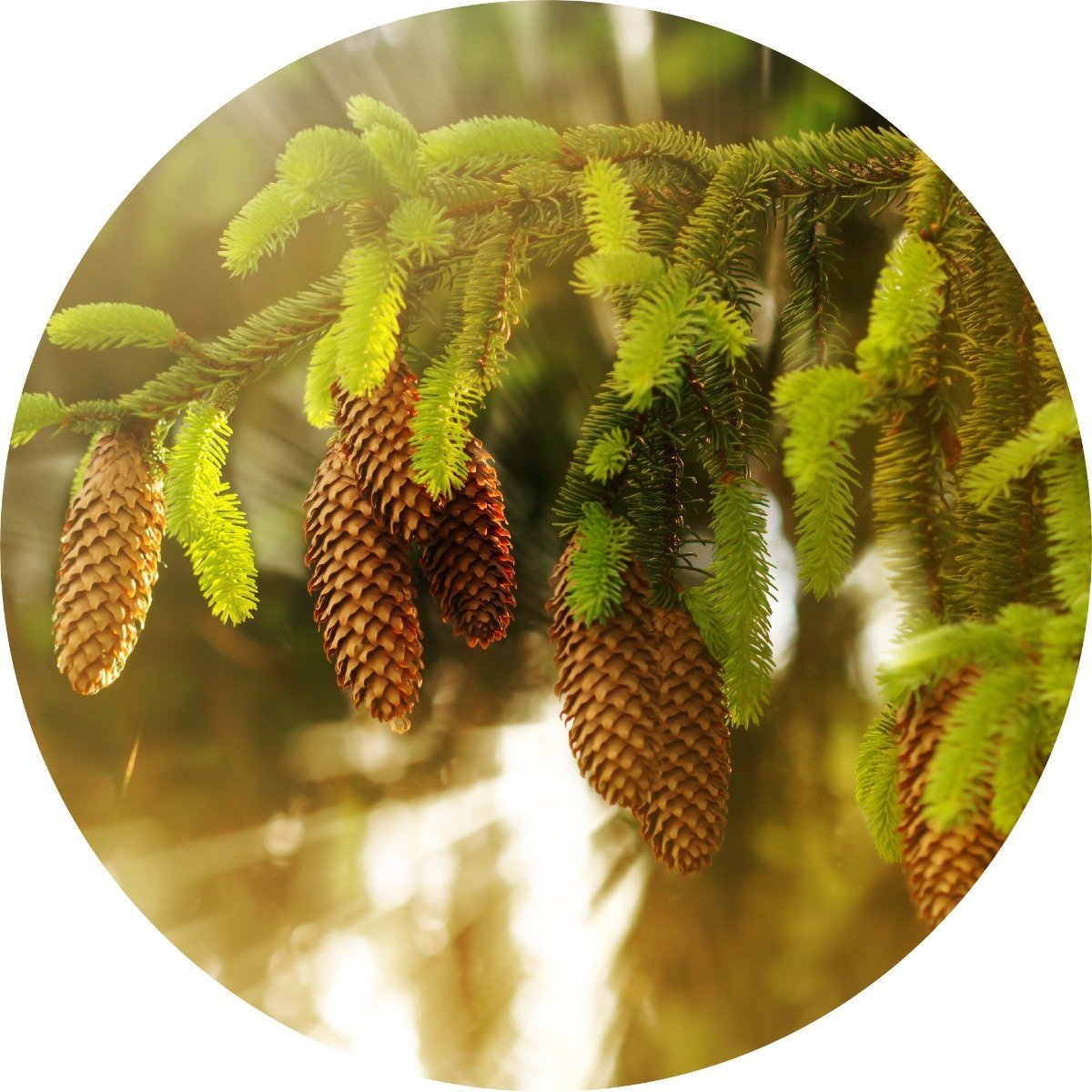 Spruce, White - Essential Oil