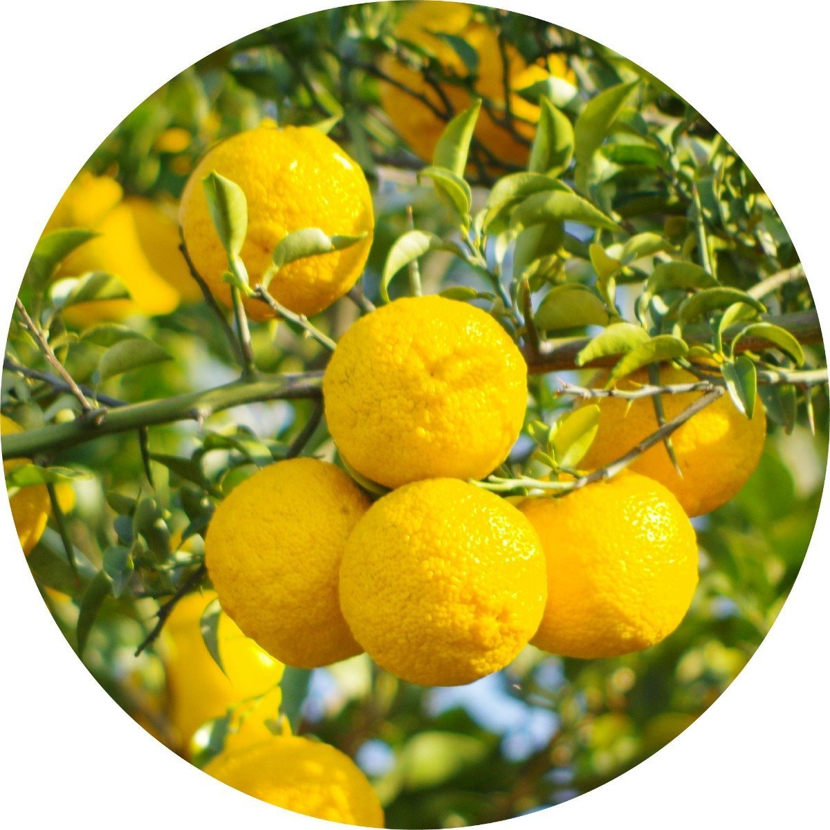 Yuzu ♡ Yuzu, the sparkly explosion of Still Life in Rio and Still Life