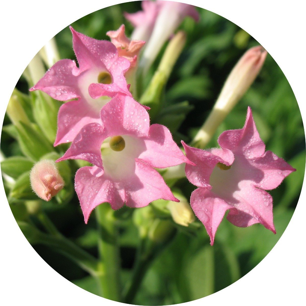 Tobacco - Absolute – Living Libations CA
