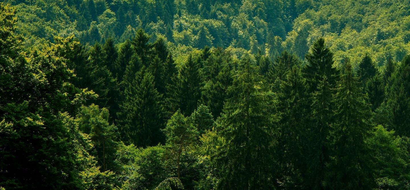 Living Libations Green Verdant Forest Black Friday Sale