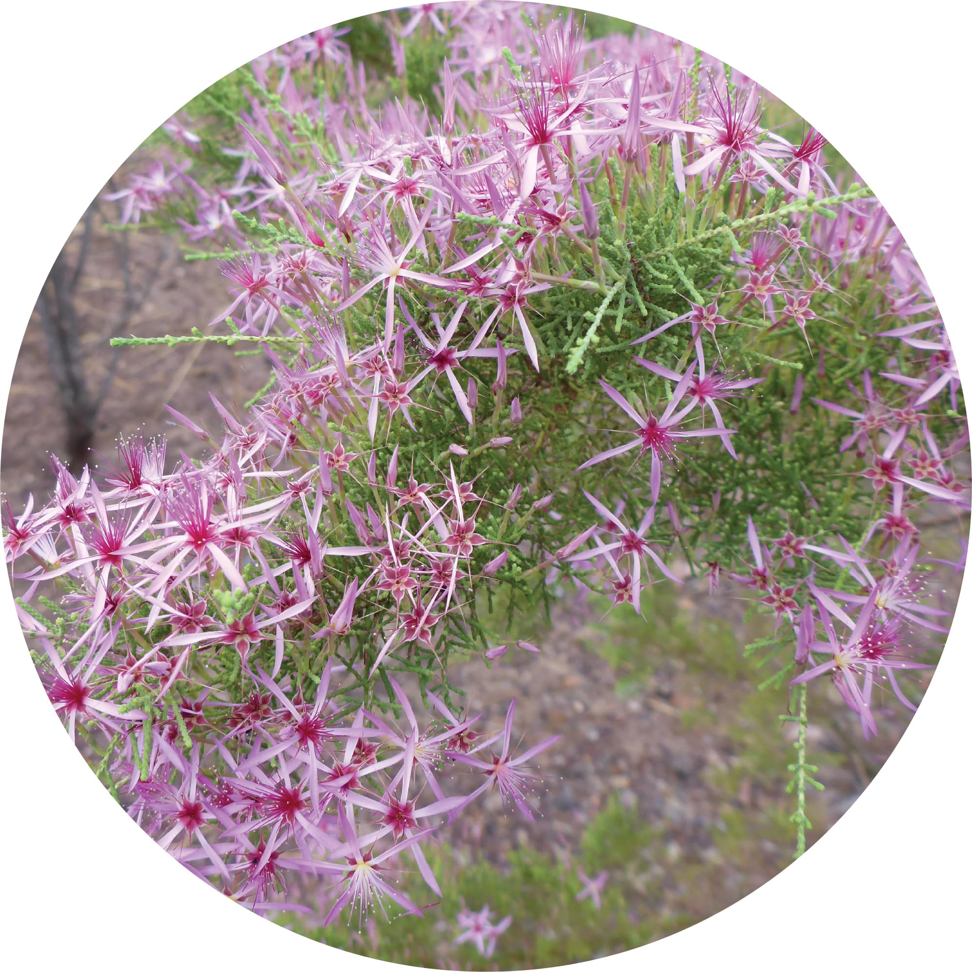 Australian Heather Essential Oil