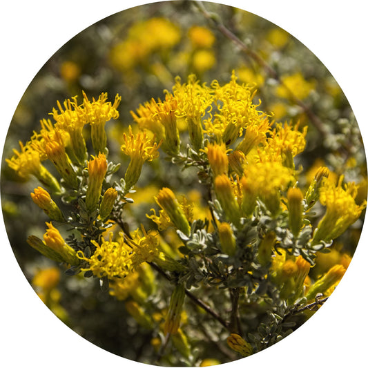 Blue Bush - Essential Oil