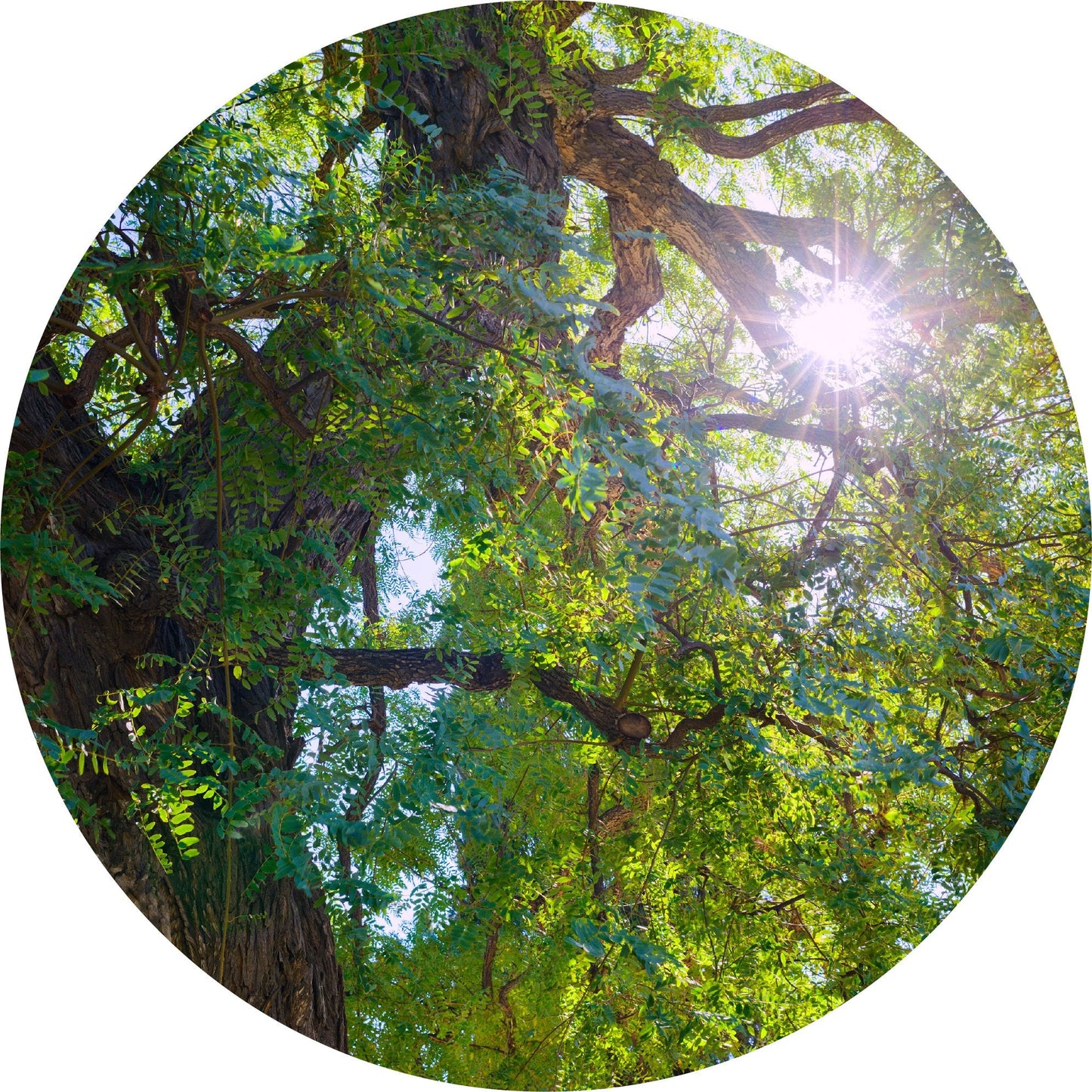 Mahogany, Blue - Essential Oil