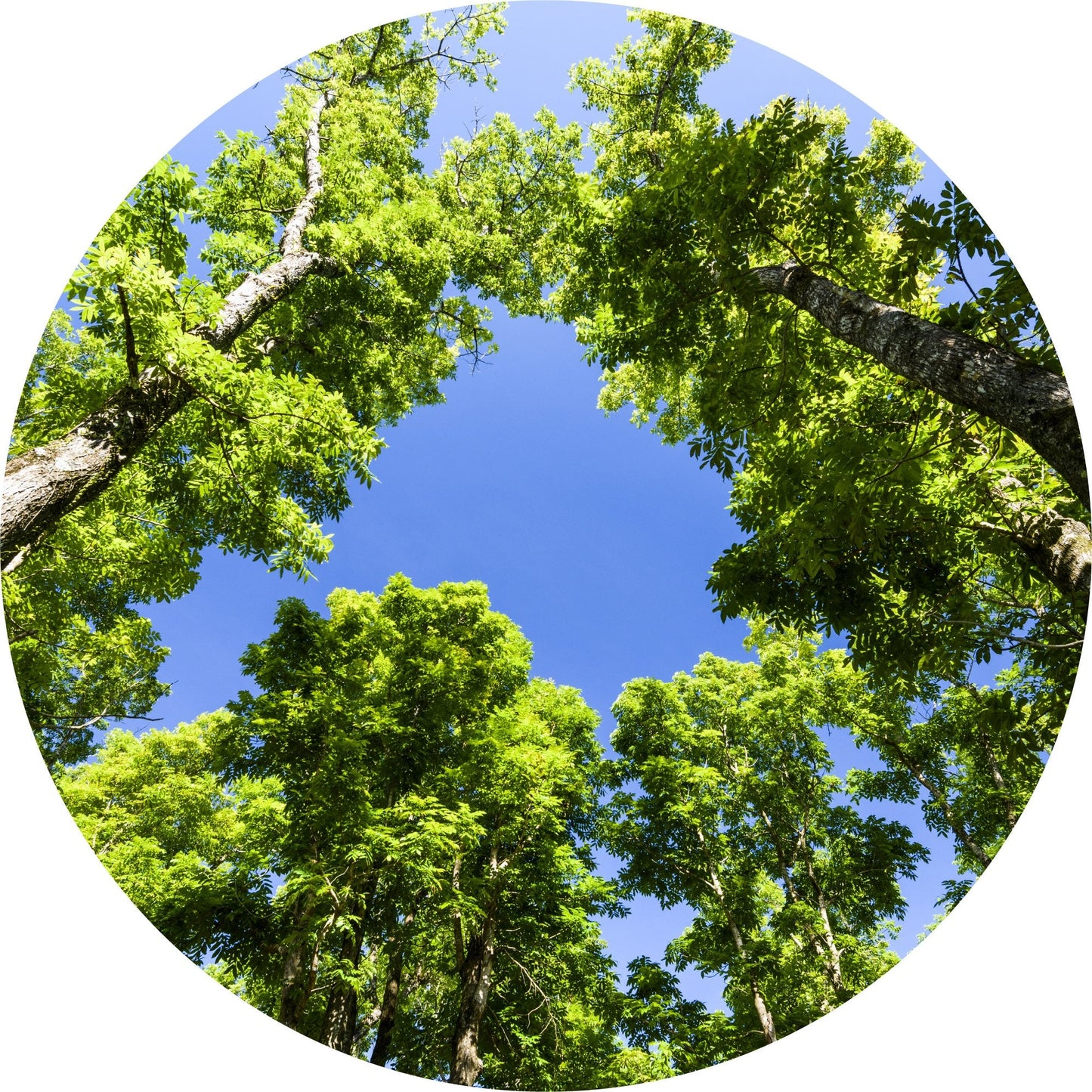 Mahogany, Blue - Essential Oil