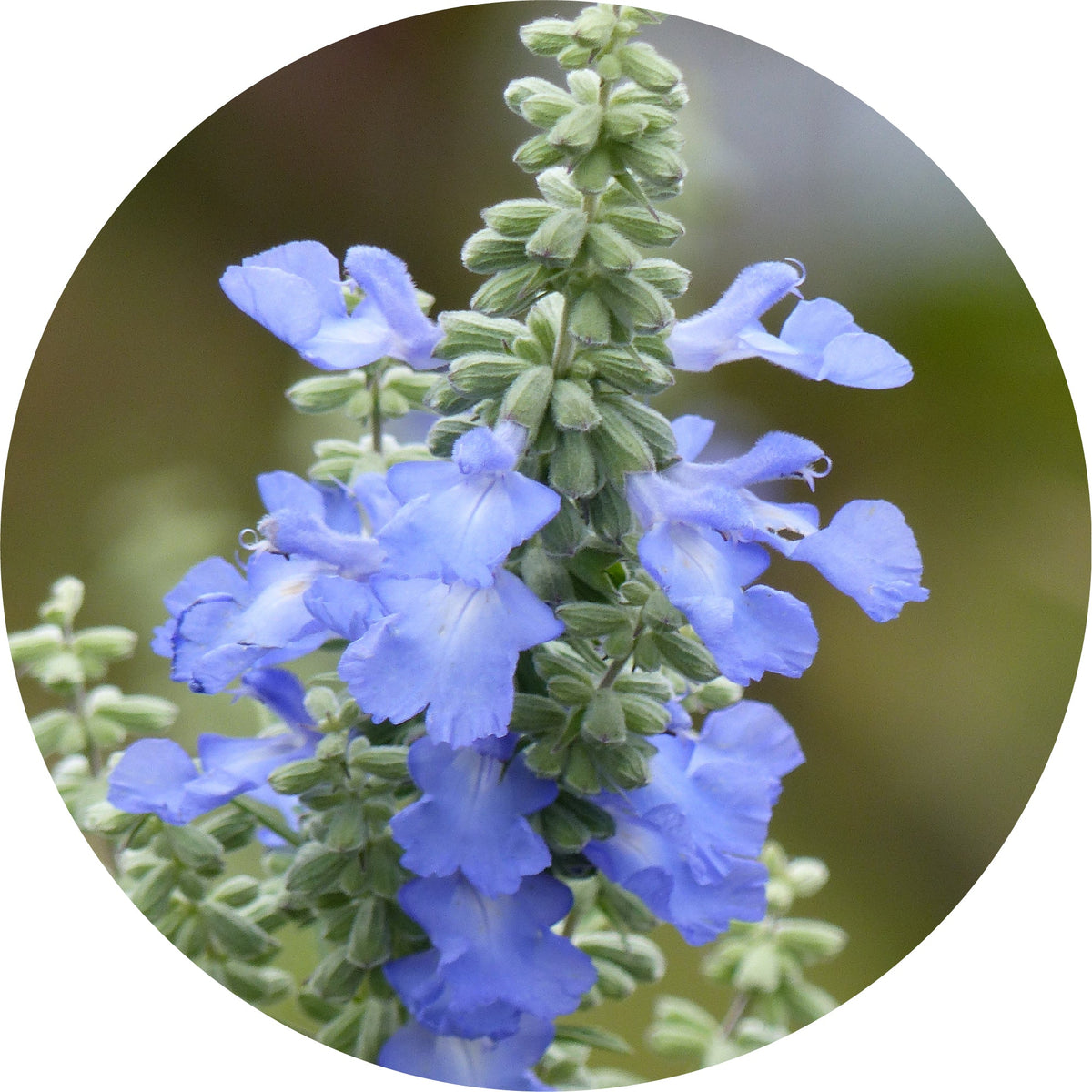 Sage, Blue Mountain - Essential Oil VIP