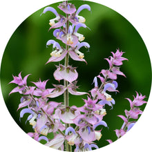 Load image into Gallery viewer, Clary Sage Absolute