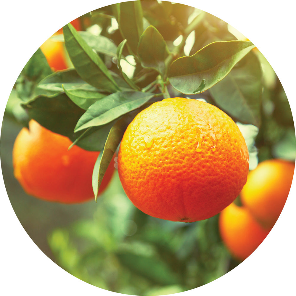 Clementine - Essential Oil