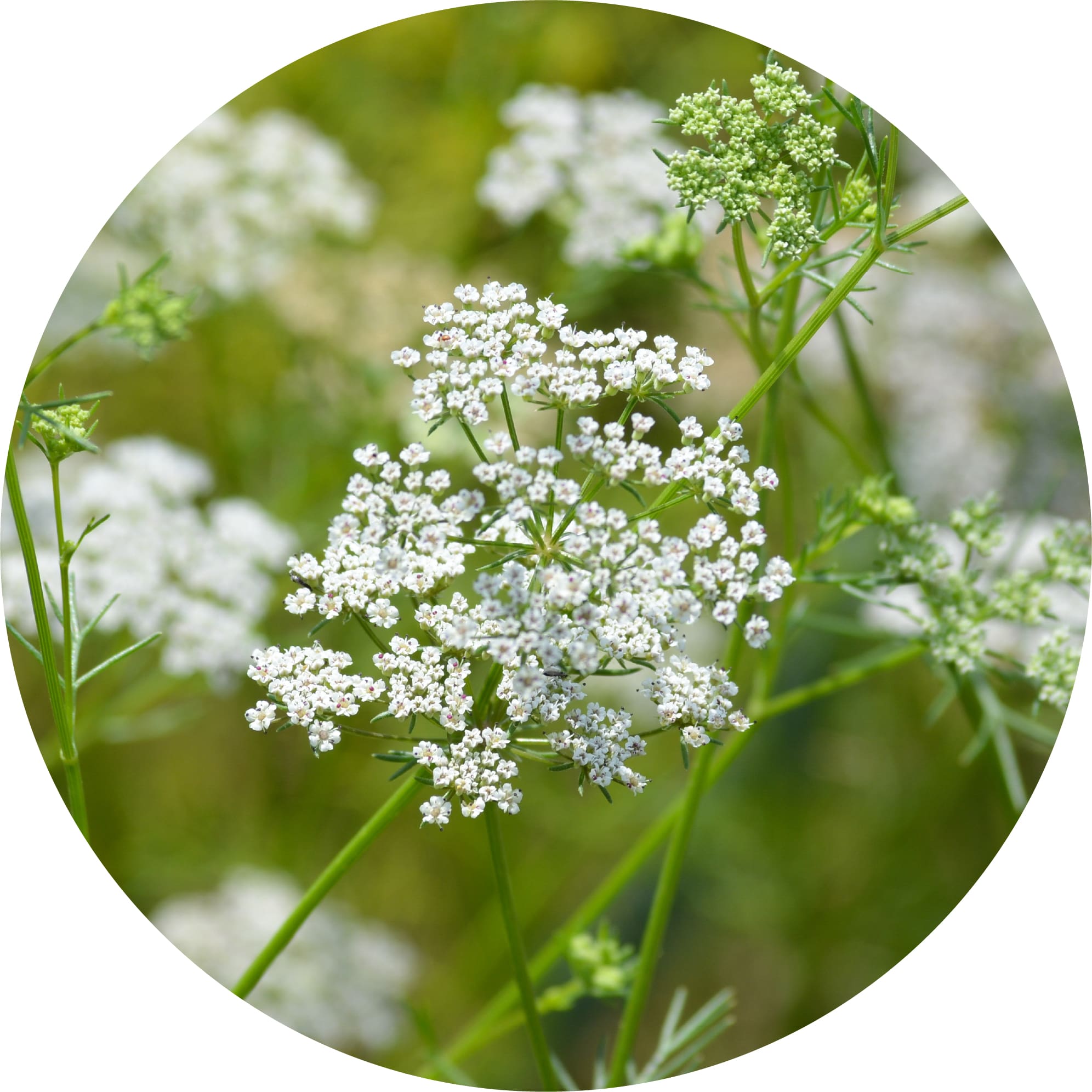 Cumin Essential Oil