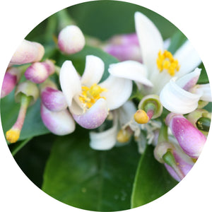 Dai Dai Blossom Essential Oil