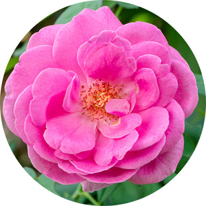 Rose Otto, Damask Essential Oil