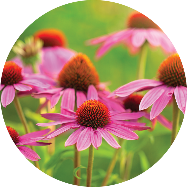 Echinacea - Ginger + Orange