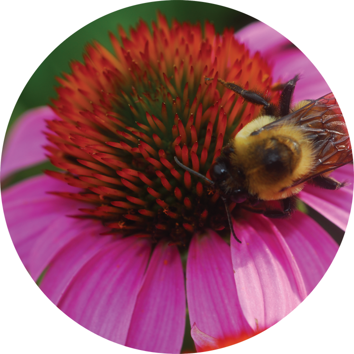 Echinacea + Hyssop