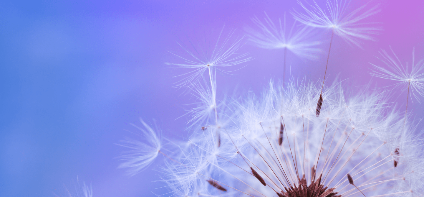 Close-up of a dandelion with a soft focus effect on a blurred background