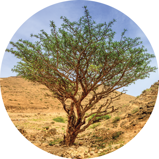 Frankincense, Green Hojari - Essential Oil
