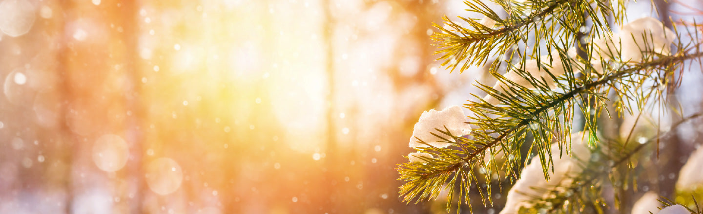 Living Libations Holiday Gift Guide Festive Fir Tree Winter