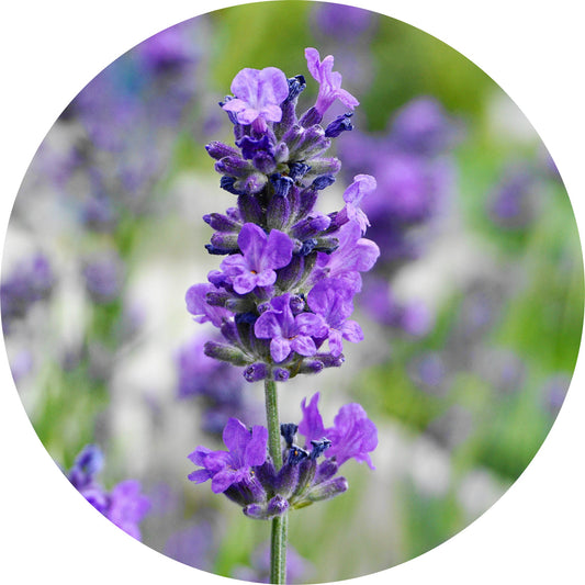 Lavender, Maillette - Essential Oil