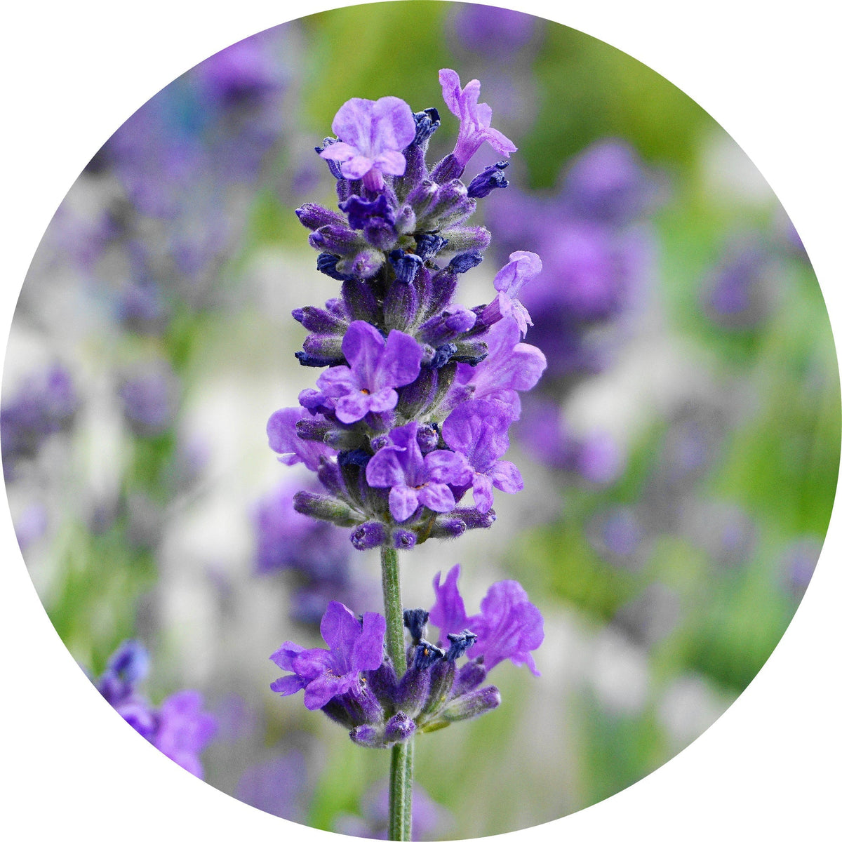 Lavender, Maillette - Essential Oil VIP