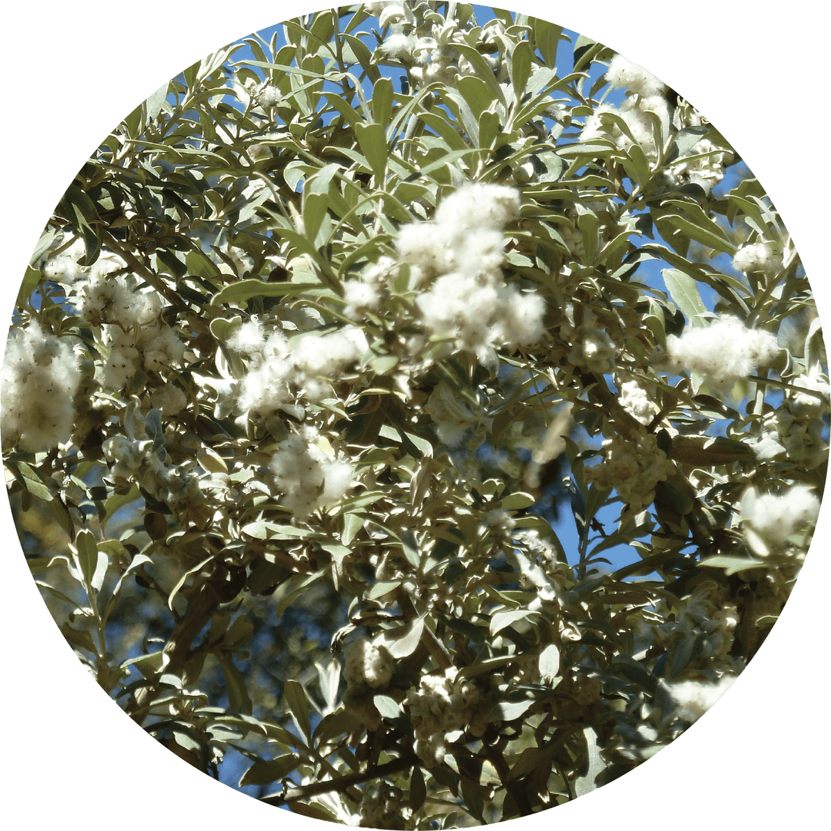 Leleshwa - Essential Oil VIP