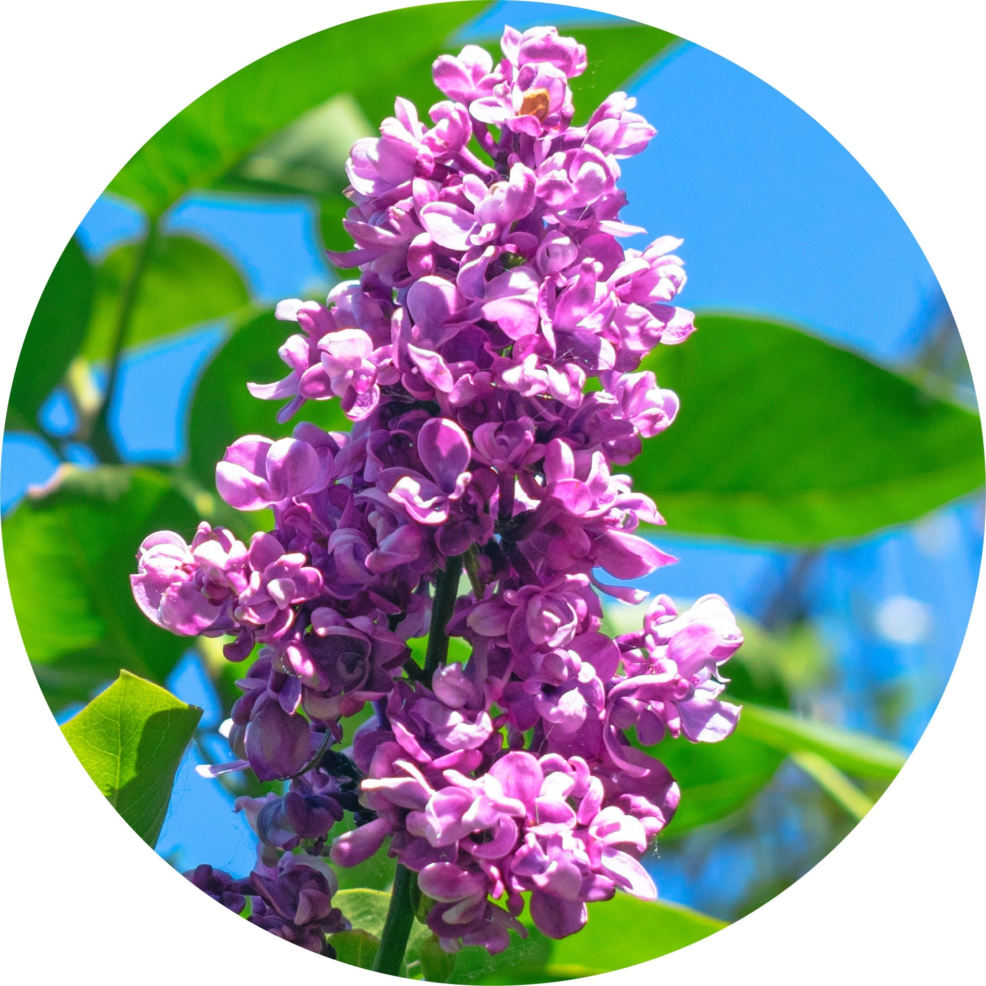 Lilac Attar Essential Oil