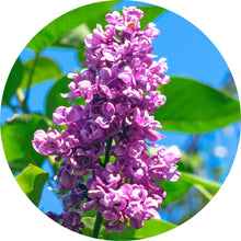 Load image into Gallery viewer, Lilac Attar Essential Oil