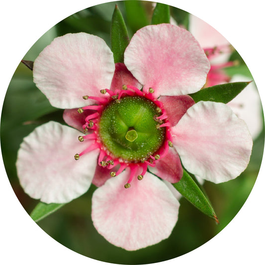 Manuka - Essential Oil