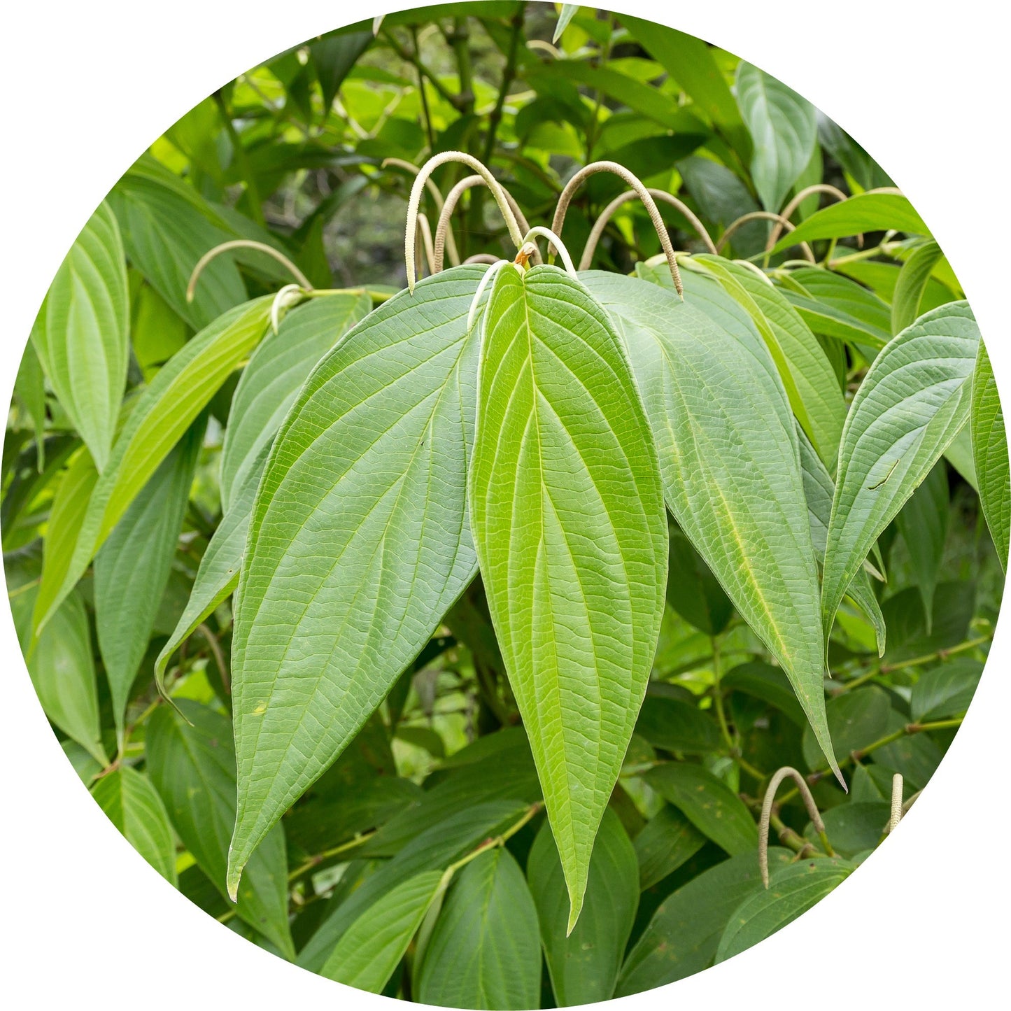 Matico - Essential Oil