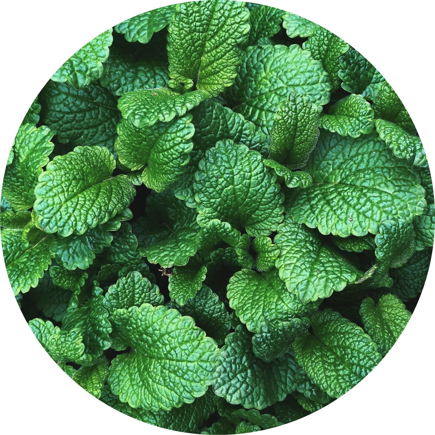 Mint, Mountain - Essential Oil