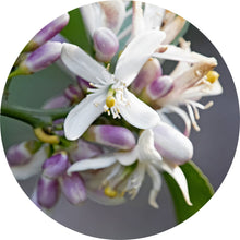 Load image into Gallery viewer, Neroli Grapefruit Blossom Essential Oil