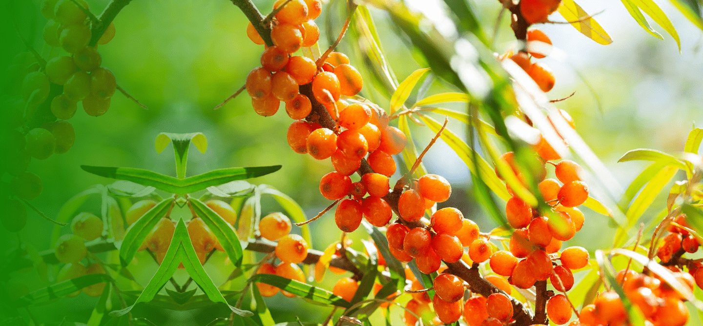 Seabuckthorn Berry Plant