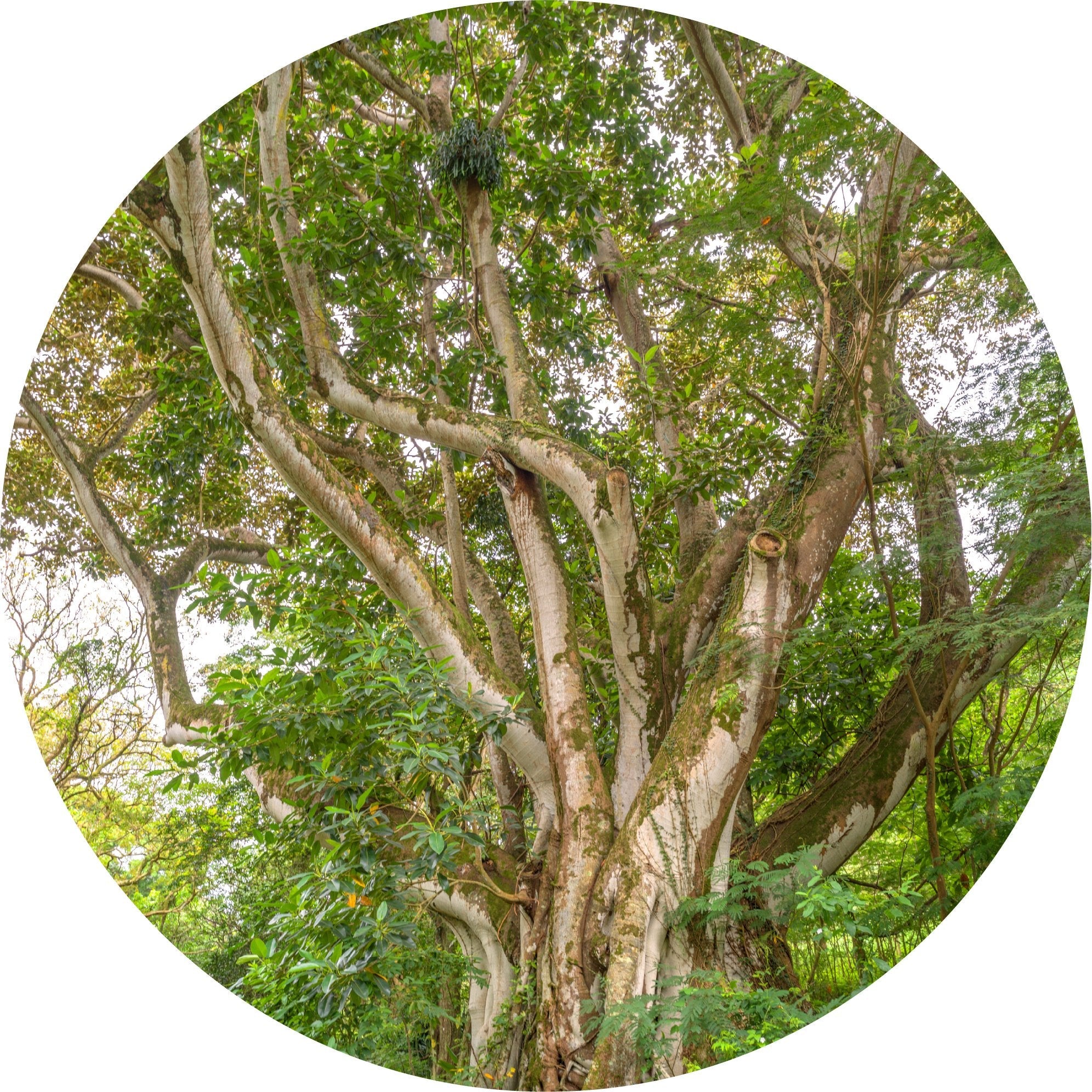 Sandalwood, Royal Hawaiian Essential Oil