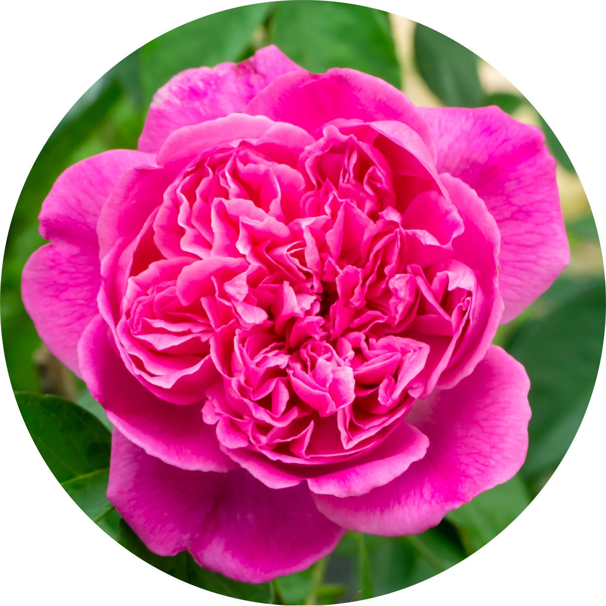 Persion Roses Purest Persian Rose Otto Essential Oil: Skincare Salvation | Living ...