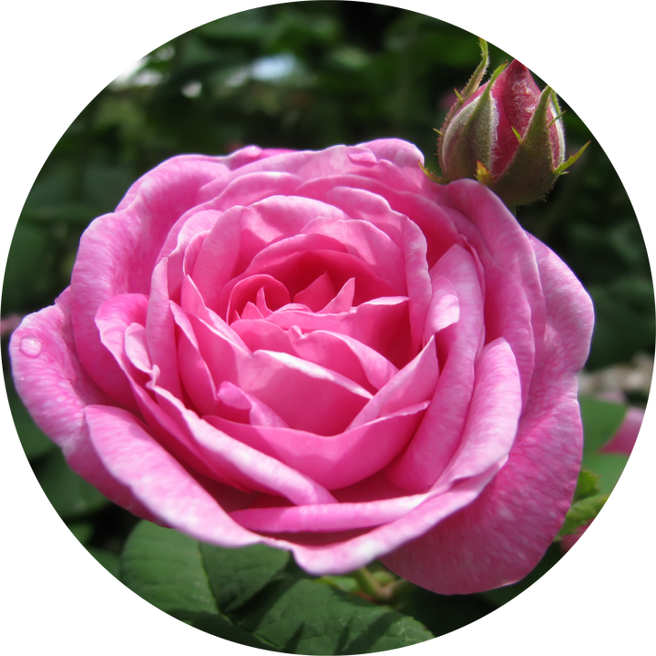 Rose Otto, Ruh Gulab Essential Oil