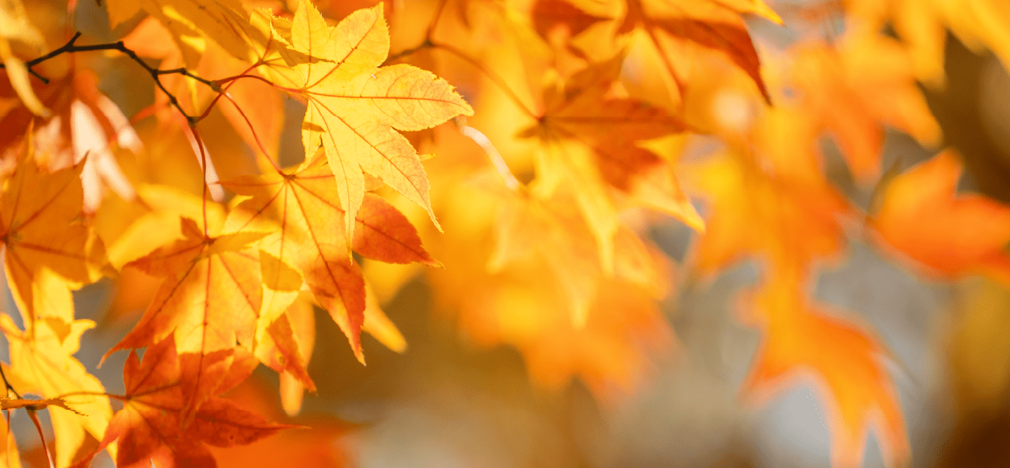 Close-up of autumn leaves with a blurred background