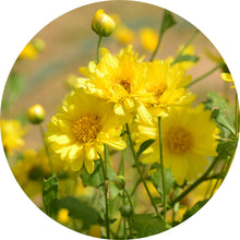 Load image into Gallery viewer, Sun Gold Daisy Essential Oil