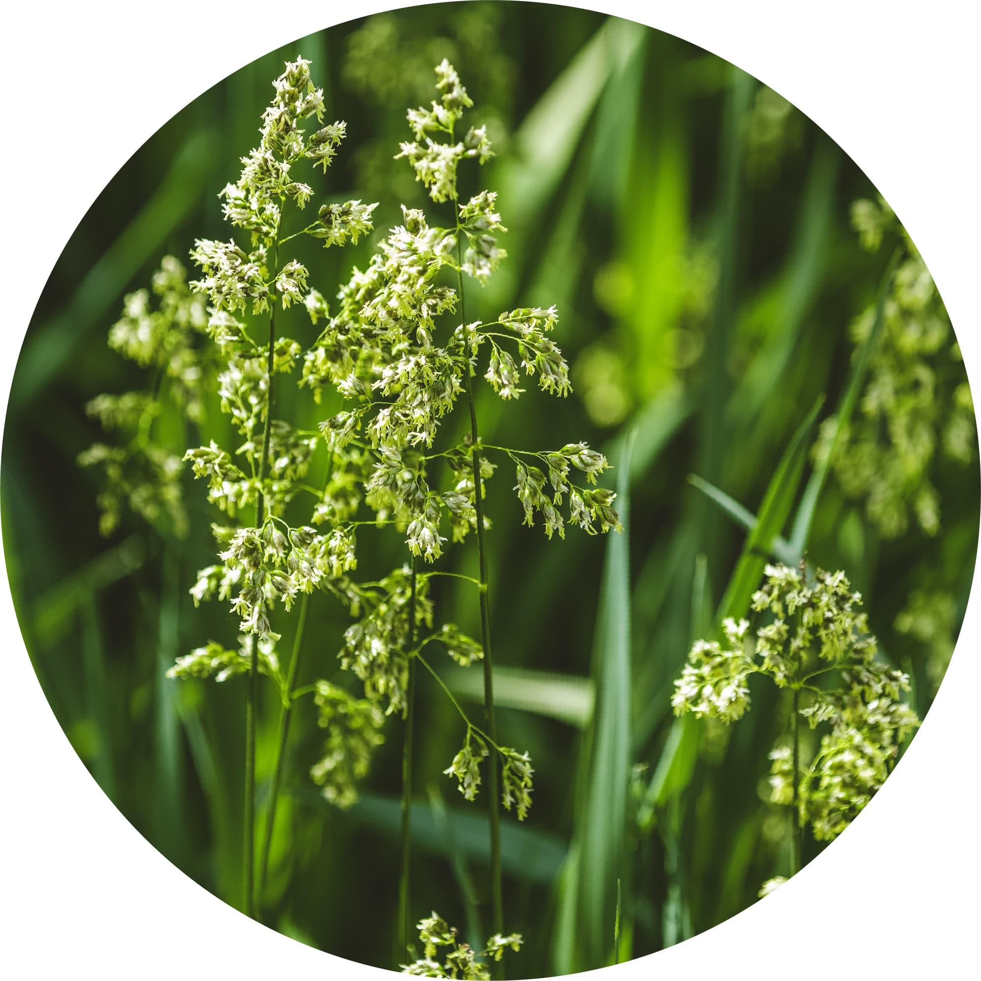 Sweet Vernal Grass Essential Oil