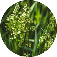 Load image into Gallery viewer, Sweet Vernal Grass Essential Oil