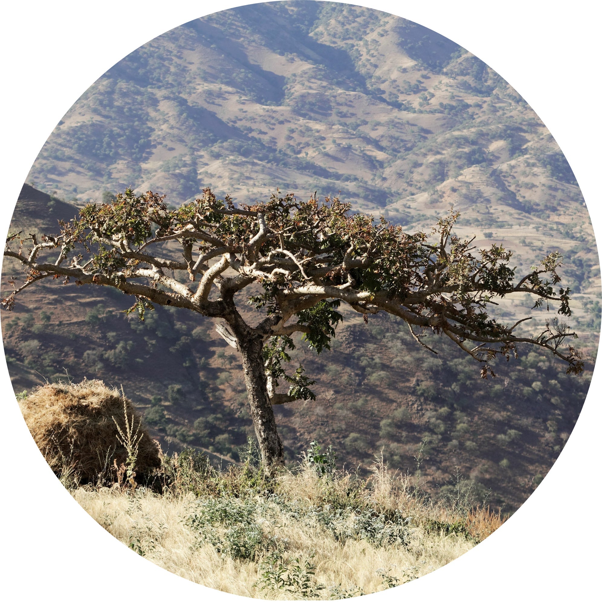 Frankincense, Tigray Essential Oil