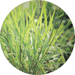 Vetiver, Ruh Khus Essential Oil