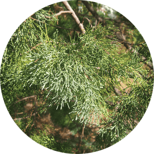 Cypress Leaf, White Essential Oil